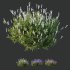 AV spring bushes Lavandula Pedunculata Atlantica Stoechas Subpedunculata and Fruticosa Coastal Rosemary - Thumbnail 3