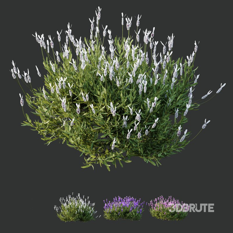 AV spring bushes Lavandula Pedunculata Atlantica Stoechas Subpedunculata and Fruticosa Coastal Rosemary Image 3