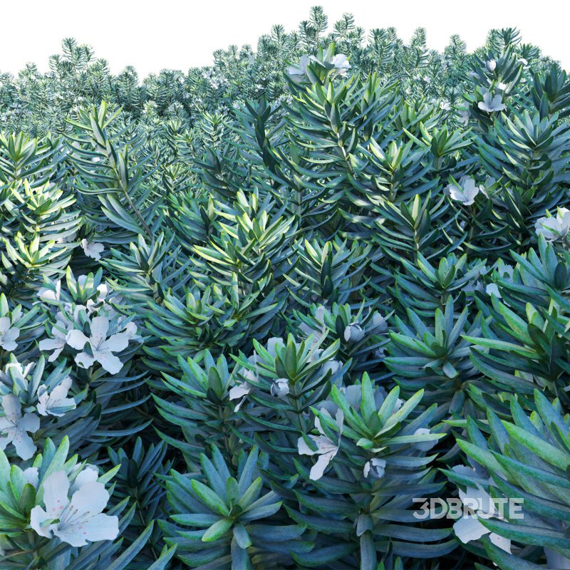 Westringia fruticosa – Coast Rosemary 01 Image 3