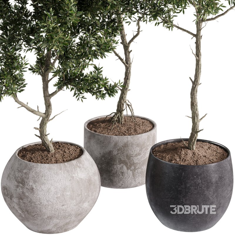 indoor plants – 44 plant in pot Image 2