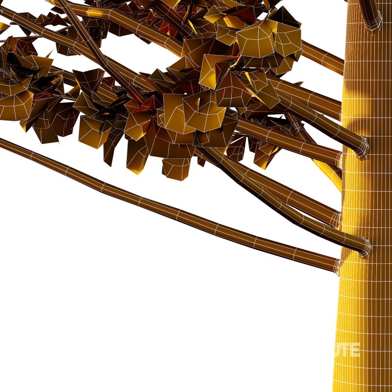 Maidenhair Ginkgo Biloba Tree 07 Image 2