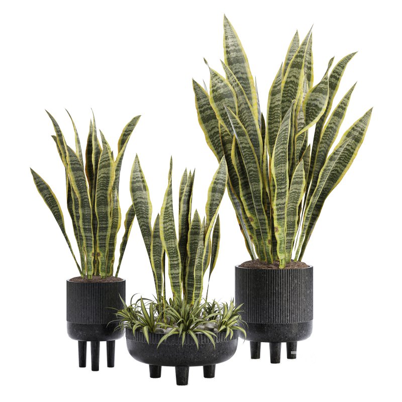 Indoor Plant 05-Sansevieria Plant Image 4