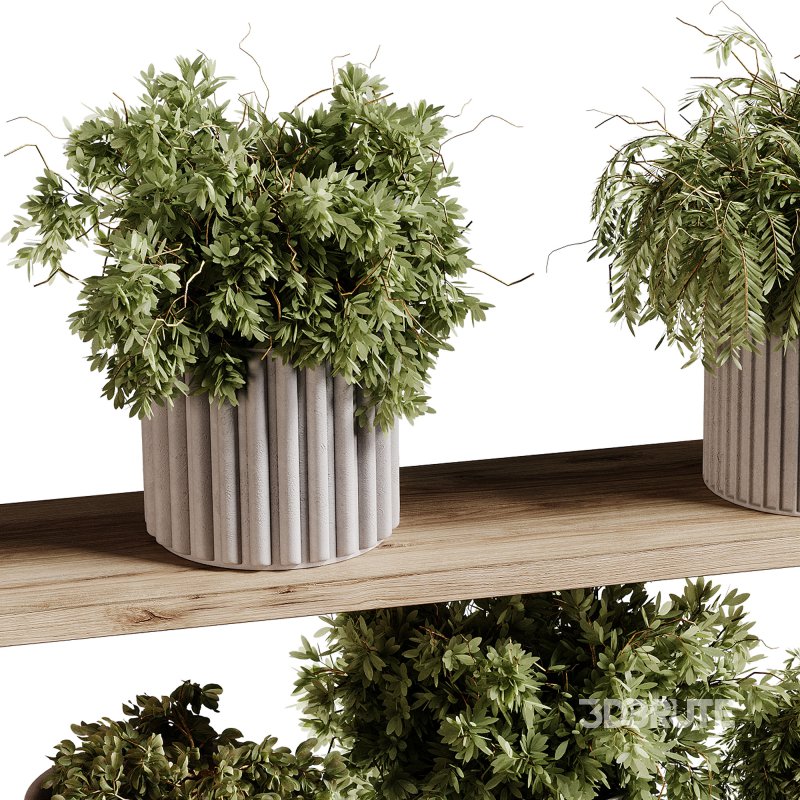 indoor plants 97- Hanging indoor plant Image 2