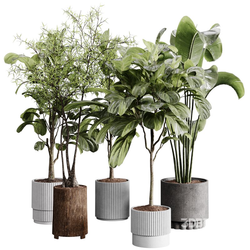indoor plants 110 – plant collections in pot Image 1