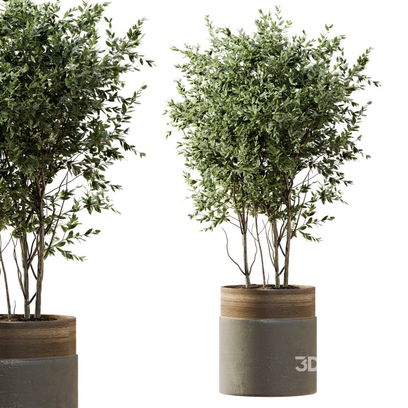 Indoor Plant 43 Image 2