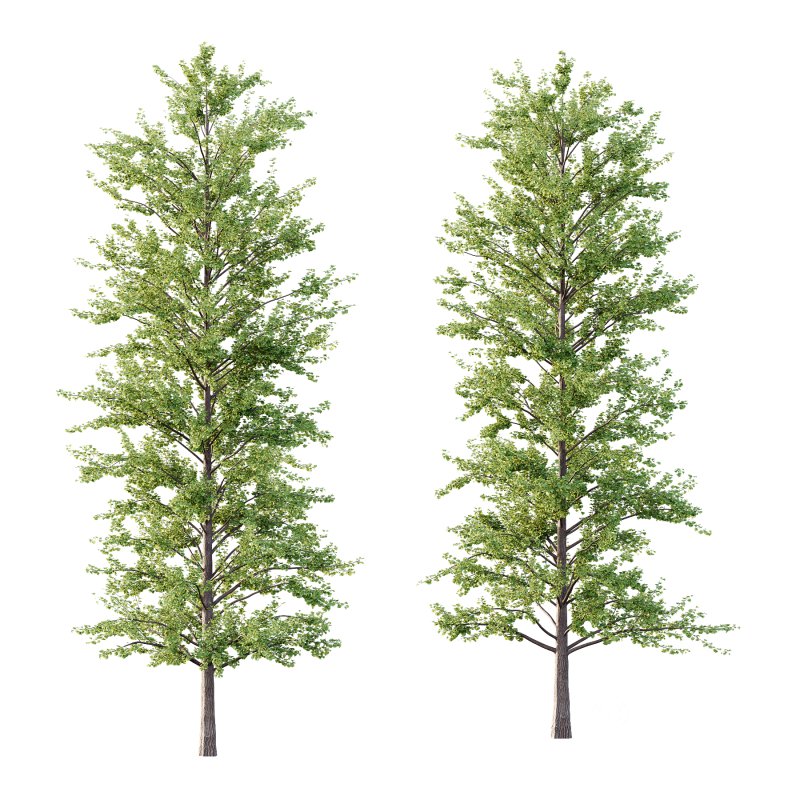 Maidenhair Ginkgo Biloba Tree 09 Image 1