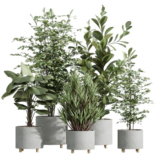 AV Indoor Plants Set 247 Ficus Indian and Hazel Erle and Yucca Elephantipes and Fan Palm