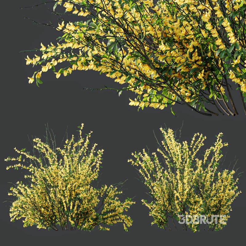 AV Cytisus scoparius 3 bushes Image 7