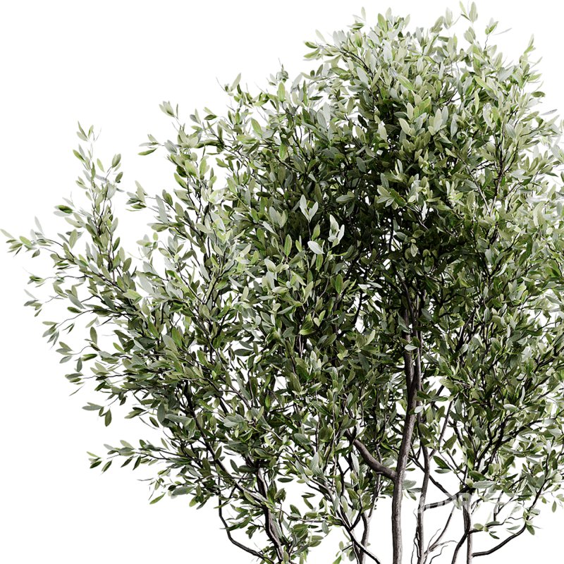 indoor plants 126 – plant in pot Image 1