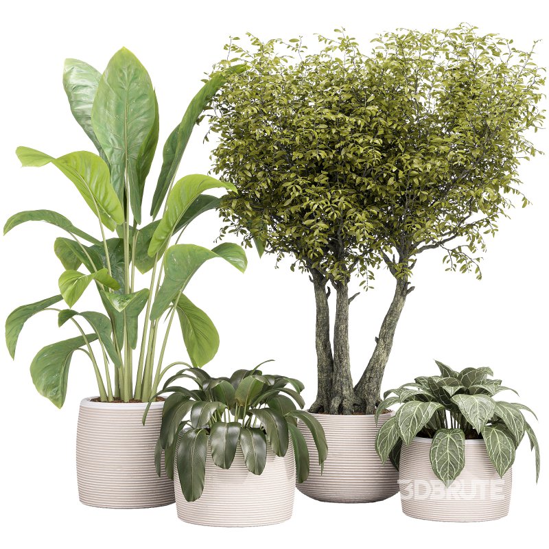 Indoor Collection plants 04 Image 13