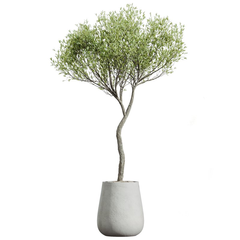 AV Indoor Plants Set 263 Japandi Ficus Dracaena Marginata and Mission Olive Image 1