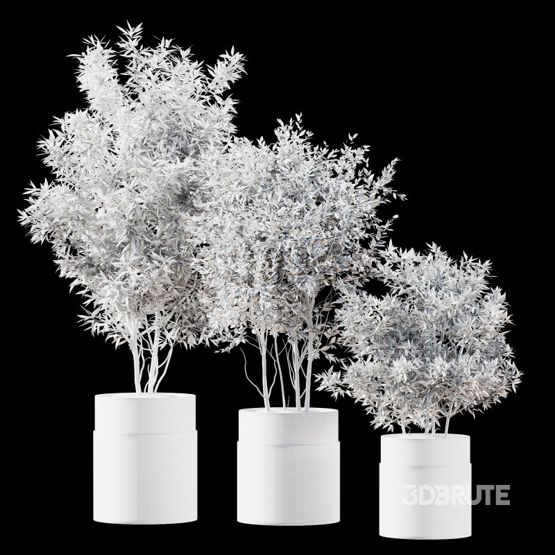 Indoor Plant 43 Image 3