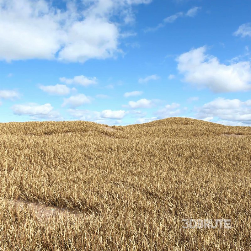 meadow (autumn) Image 2