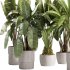 indoor plants – 36 plant collections in pot_corona - Thumbnail 1