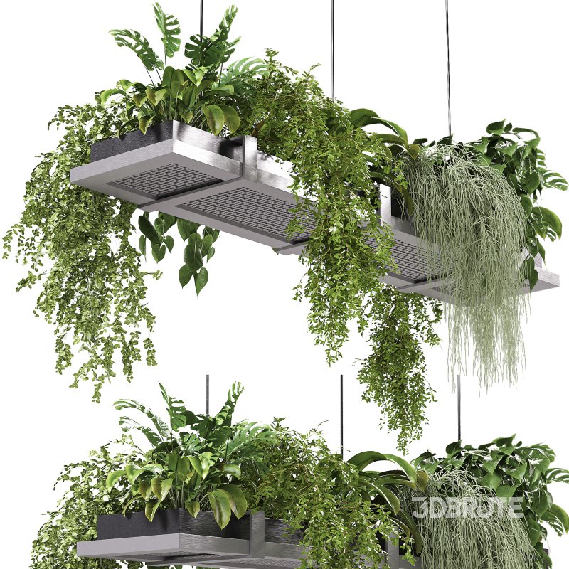 Hanging indoor Plants 03 Image 4