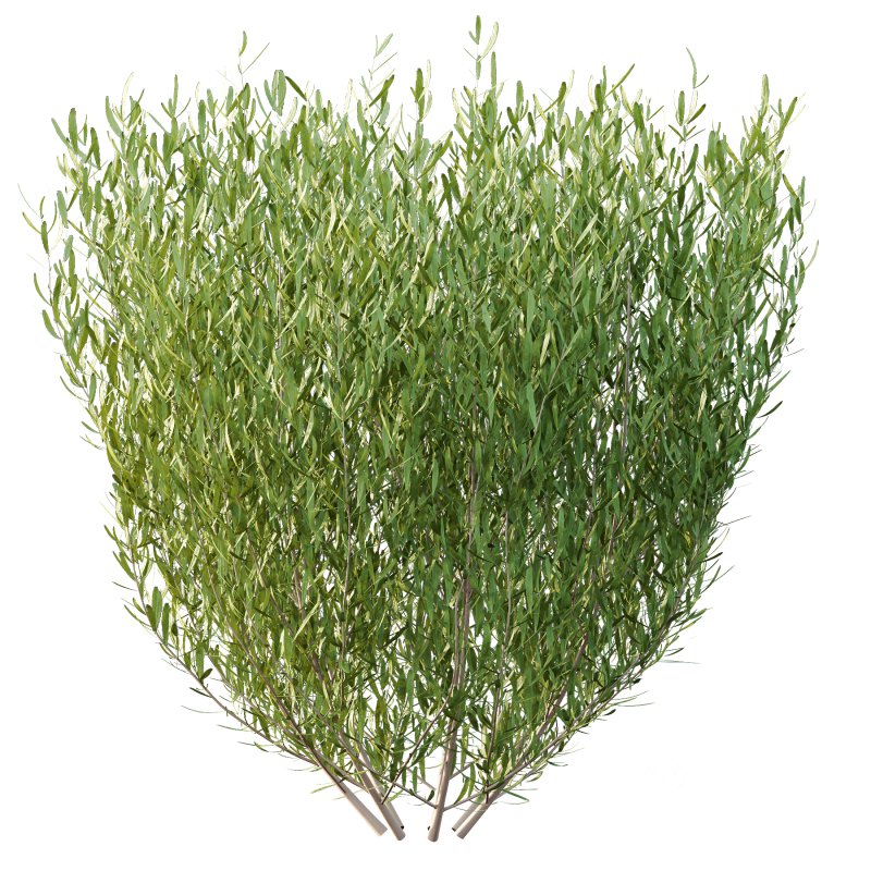 plant bush Lavandula pedunculata 02 Image 2