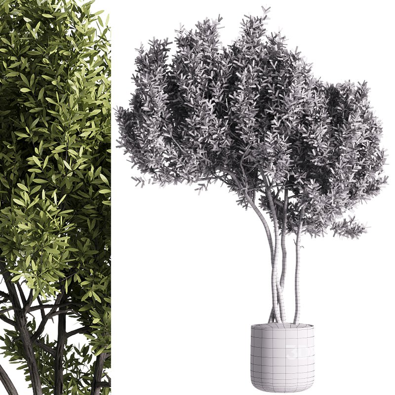 indoor plants – 47 plant in pot Image 1