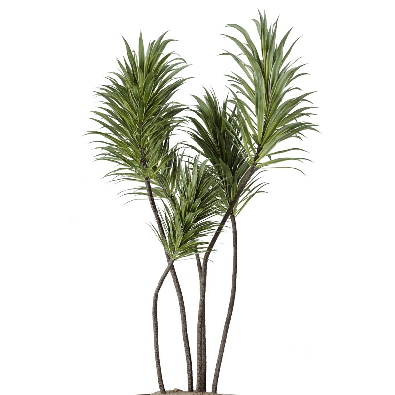ntal plant is admired for its linear variegated foliage, offering a strong vertical structure. Image 9