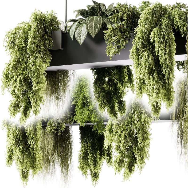 indoor plants 103- Hanging indoor plant Image 3