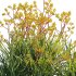 Anigozanthos flavidus – Kangaroo Paw 02 - Thumbnail 4