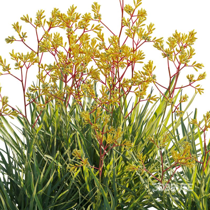 Anigozanthos flavidus – Kangaroo Paw 02 Image 4