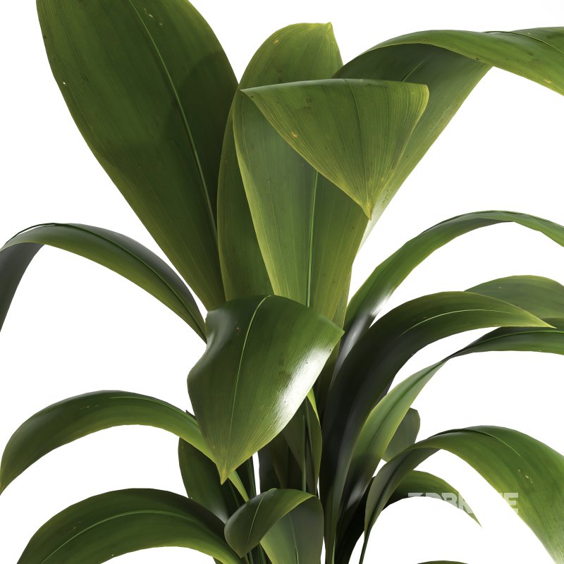 indoor plant 041 Image 3