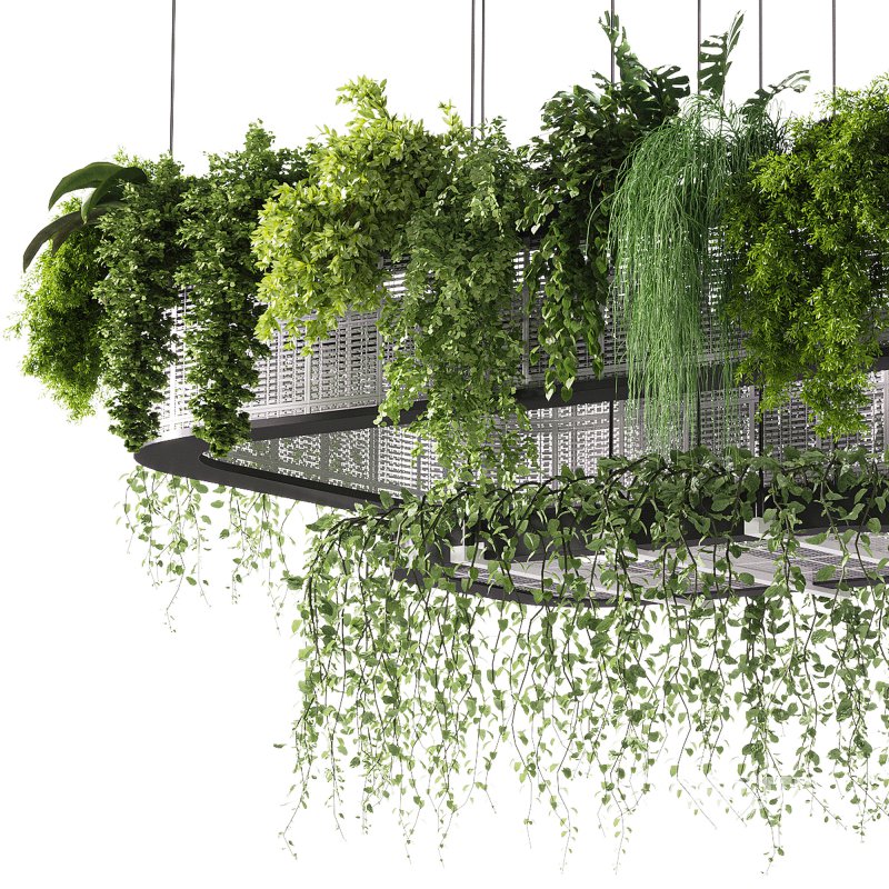 indoor plants – 62 Hanging indoor plant Image 6