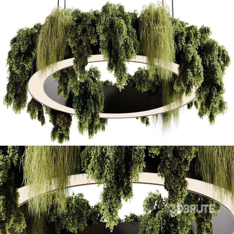 indoor plants 92- Hanging indoor plant Image 5