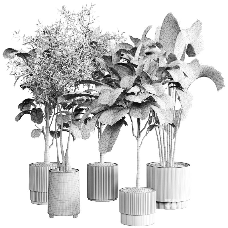 indoor plants 110 – plant collections in pot Image 3