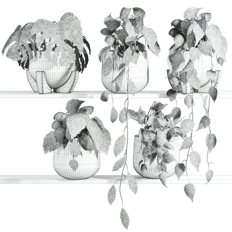 plants set on shelf Image 3