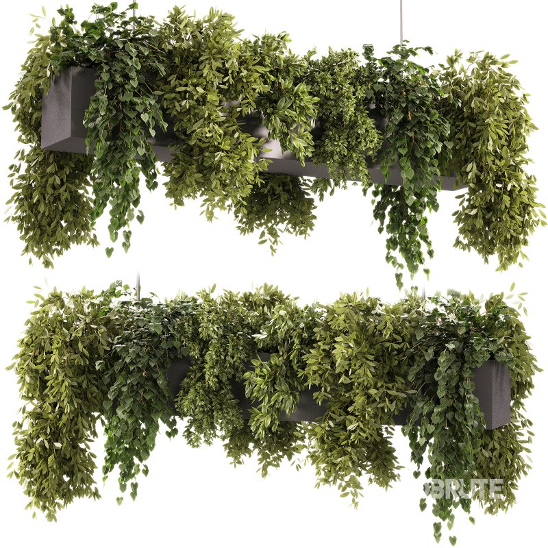 Indoor plants – 22 hanging indoor Plants Image 1