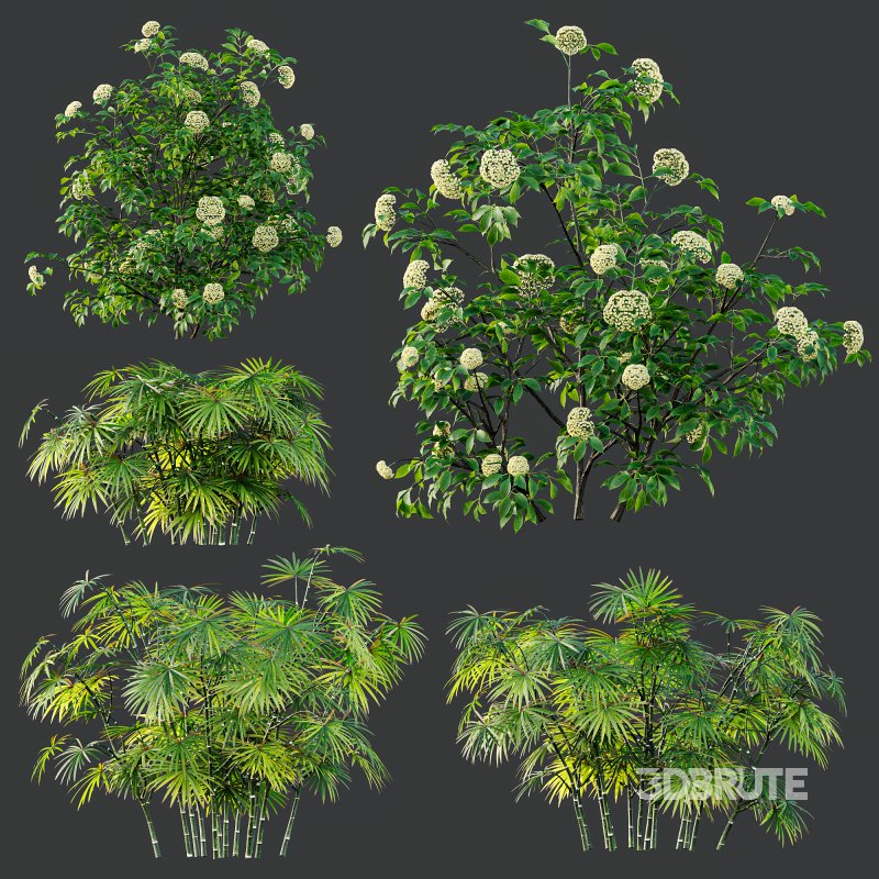 AV spring bushes Sambucus Nigra and Rhapis Excelsa Image 6