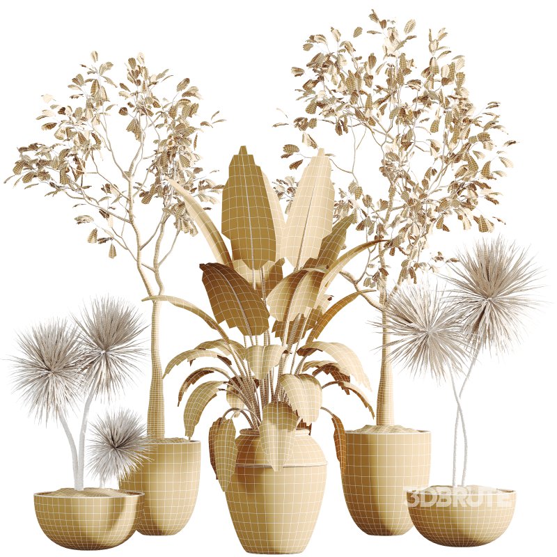 AV Indoor Plants Set 277 Ficus Elastica Beliza Tineke and Yucca Aloifolia Rostrata Palm and Japandi Ficus Dracaena Marginata Image 7