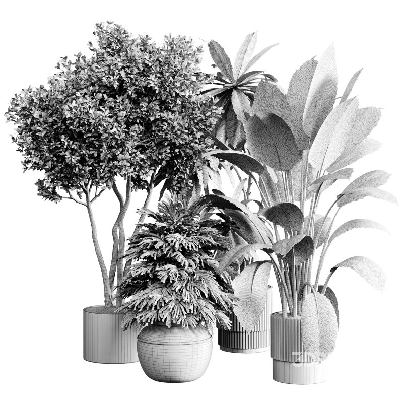 indoor plants 118 – plant collections in pot Image 4