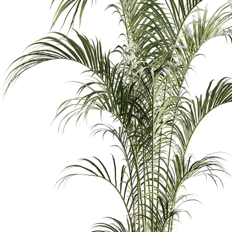 indoor plants 125 – plant in pot Image 4