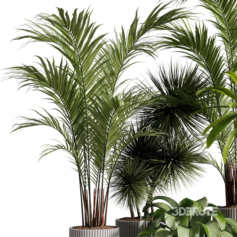 Indoor Plants collection – 71 Plants in pot Image 5