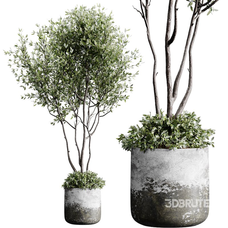 indoor plants 126 – plant in pot Image 4