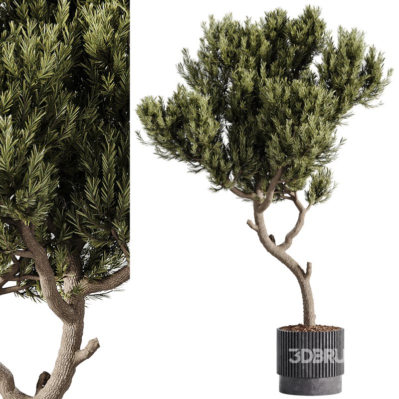 indoor plants – 63 plant in pot Image 1