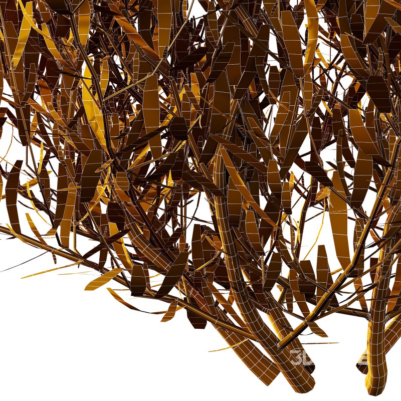 plant bush Lavandula pedunculata 01 Image 7