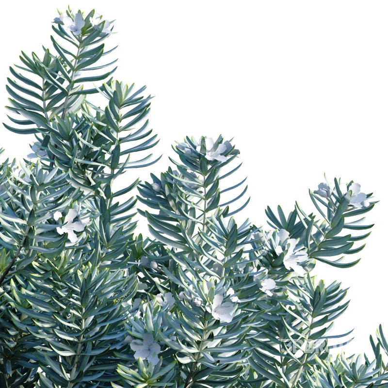 Westringia fruticosa – Coast Rosemary 01 Image 2