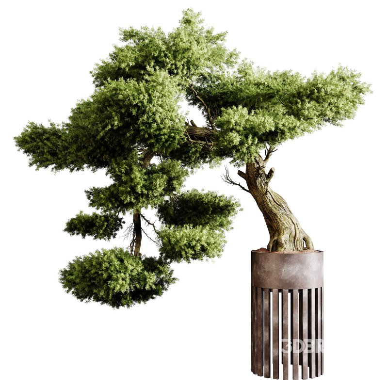 Indoor plants 73 – Bonsai Plant in pot Image 10