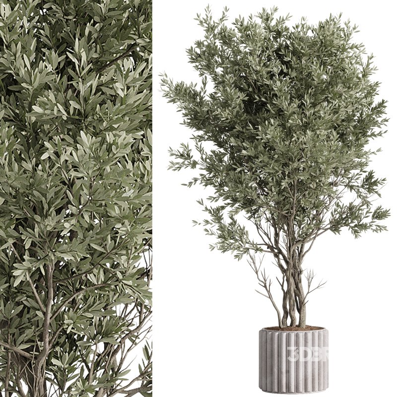 indoor plants – 57 plant in pot Image 4