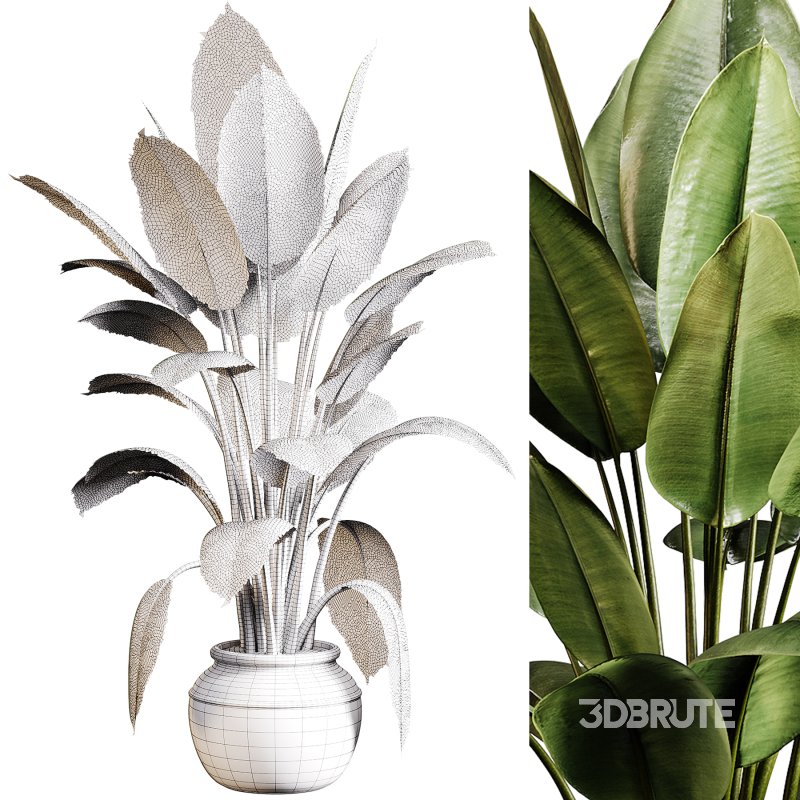 Indoor plants 96 – Plant in pot Image 1