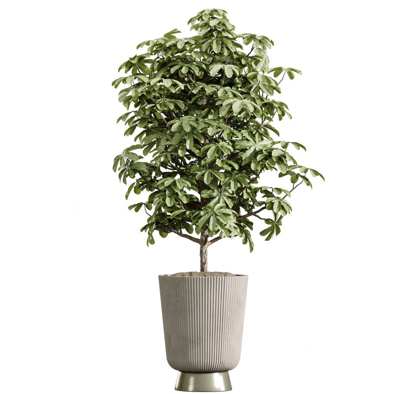 ntal plant is admired for its linear variegated foliage, offering a strong vertical structure. Image 7