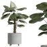 AV Indoor Plants Set 247 Ficus Indian and Hazel Erle and Yucca Elephantipes and Fan Palm - Thumbnail 2