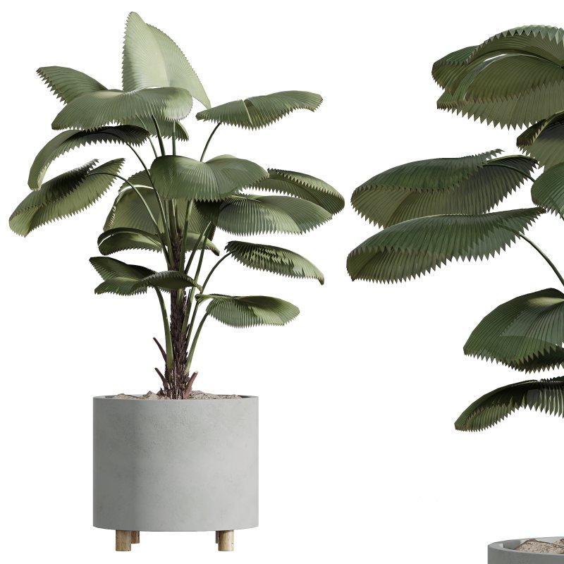 AV Indoor Plants Set 247 Ficus Indian and Hazel Erle and Yucca Elephantipes and Fan Palm Image 2