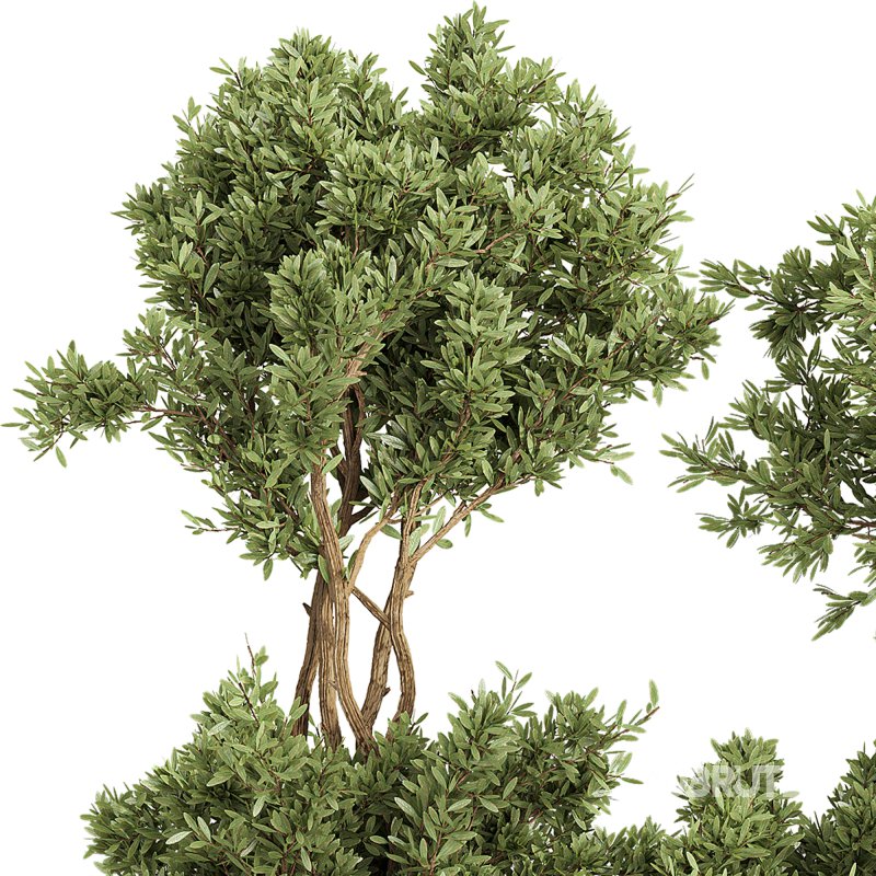 Indoor Collection plants 05 Image 1