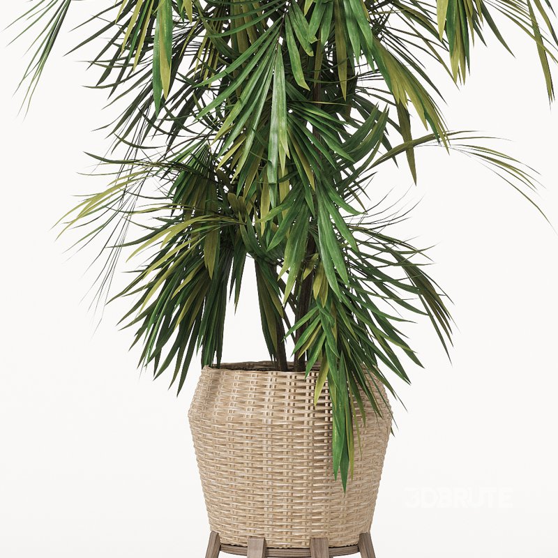 Indoor Plant 01_corona_2015 Image 3