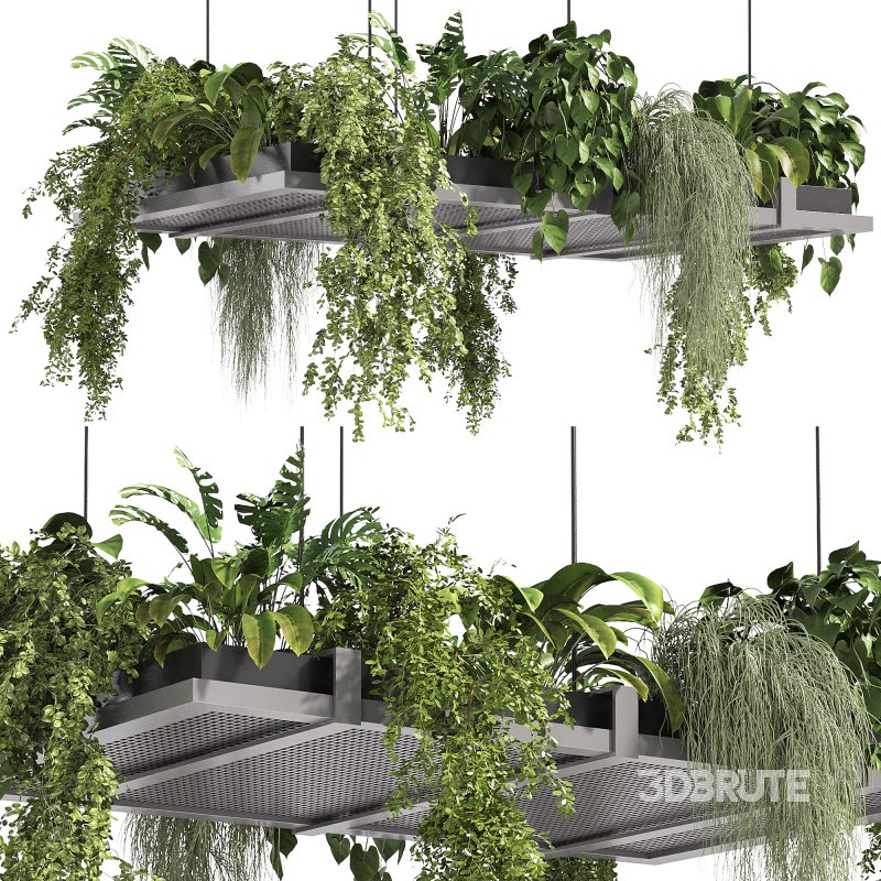 Hanging indoor Plants Image 1