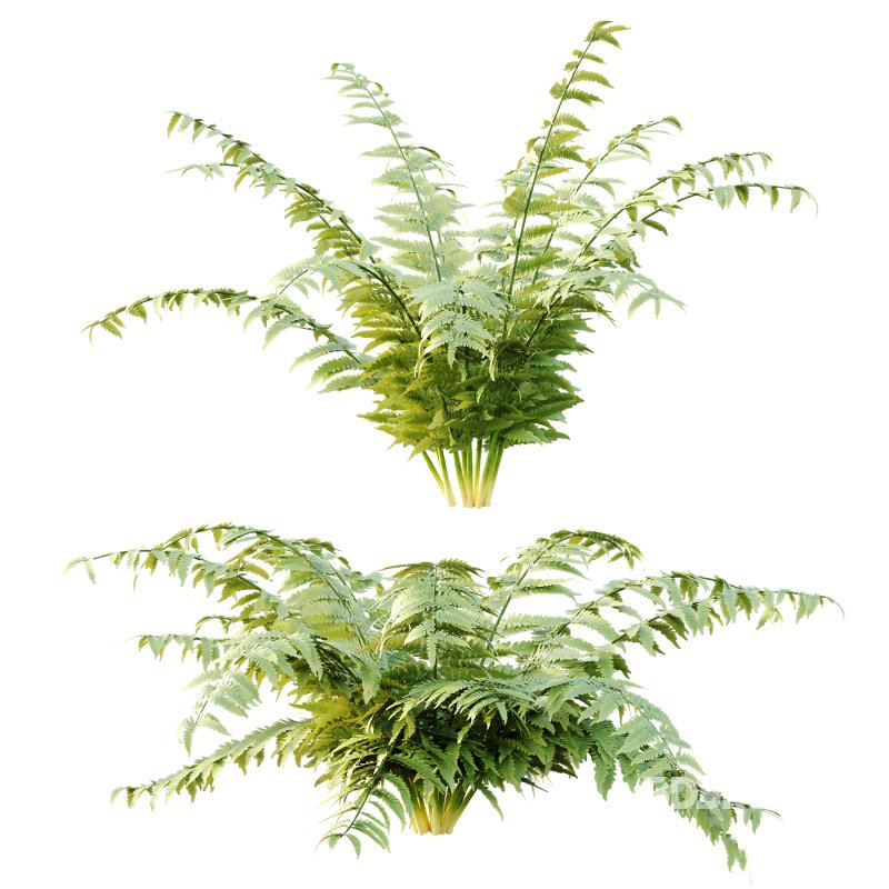 Macrothelypteris torresiana Fern bush 04 Image 4